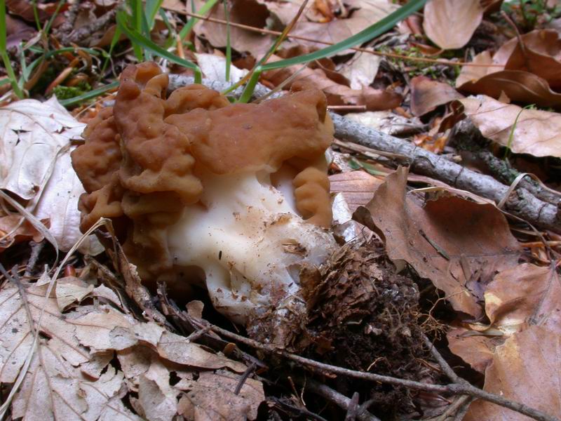 Gyromitra gigas . Immagini macro e micro .
